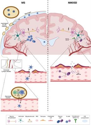 Peripheral memory B cells in multiple sclerosis vs. double negative B cells in neuromyelitis optica spectrum disorder: disease driving B cell subsets during CNS inflammation